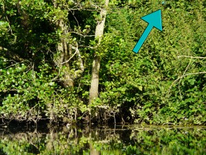 Attempted photo of a kingfisher on the River Avon
