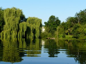 Weeping Willow next to the weir at Avoncliff