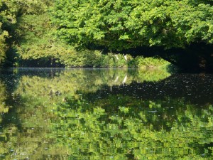 Shady spot on the River Avon, Bradford on Avon