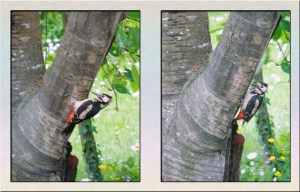 Great Spotted Woodpecker