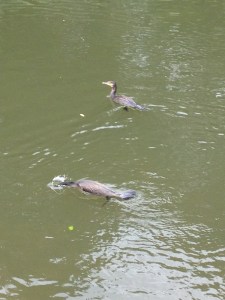 Pair of Cormorants
