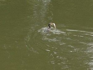 Cormorant catching a fish