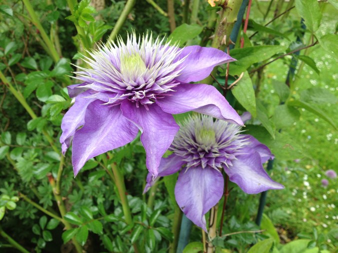 serenarts gallery clematis