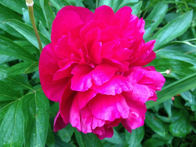 serenarts gallery flowers