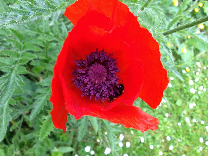 serenarts gallery poppy