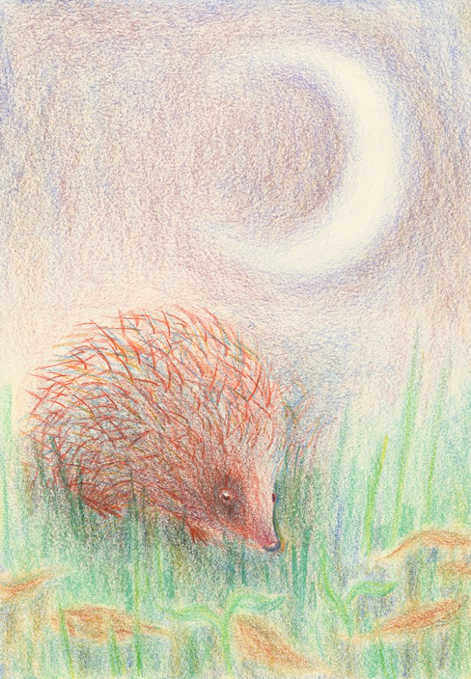 pastel drawing of hedgehog by derek fuller