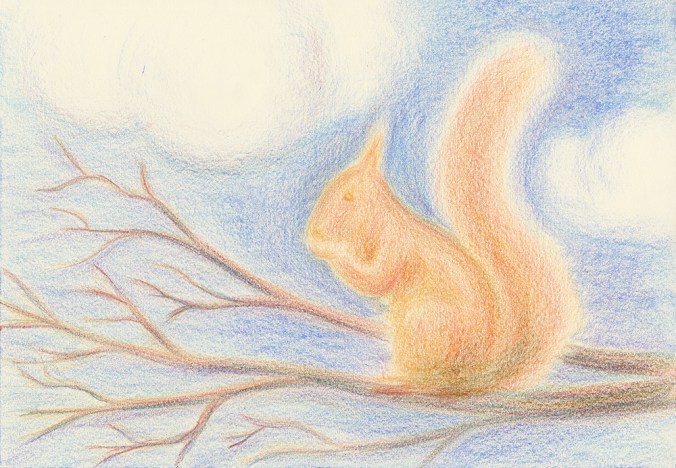 pastel drawing of Squirrel  by derek fuller