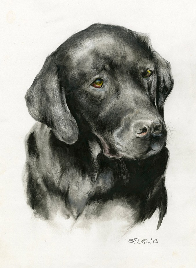Charlie the black labrador - pet portrait by Serena Pugh of SerenArts Gallery