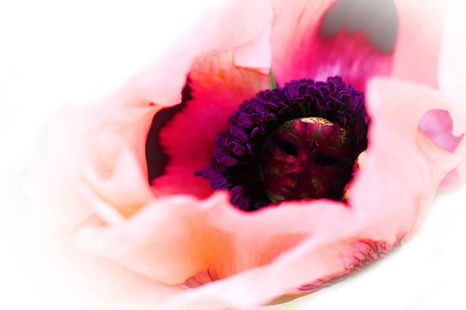 Hidden Mask - Venetian mask blended into the background image of a poppy