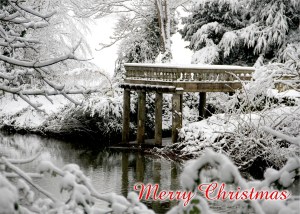 serenarts gallery christmas card