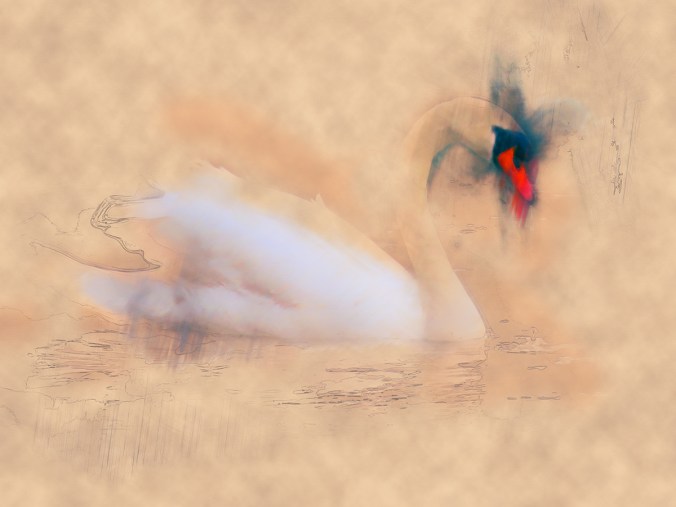 serene swan by serena pugh