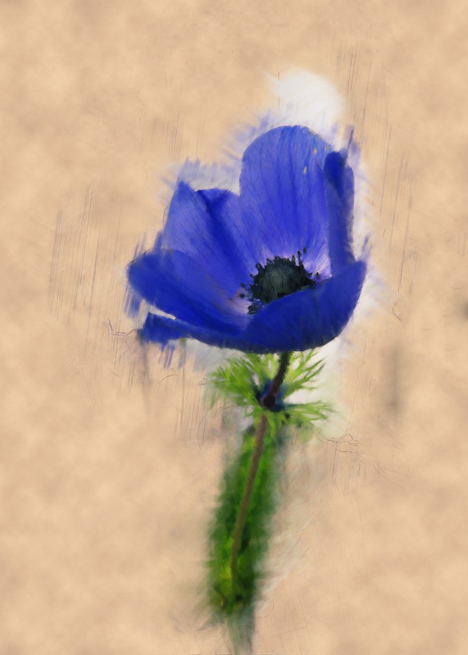 serena pugh photographic art