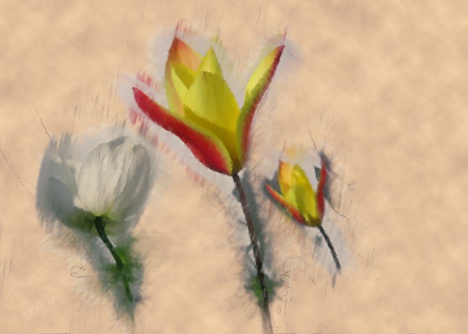 serena pugh photographic art