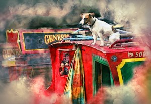 a study of animal life on the canals