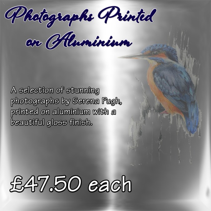 serena-pugh-photographs-on-aluminium