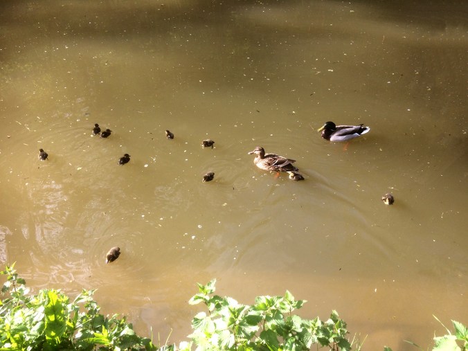 serenarts-gallery duck food