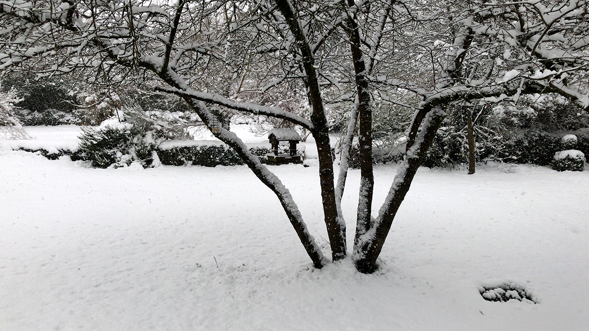 serenarts gallery garden in the snow