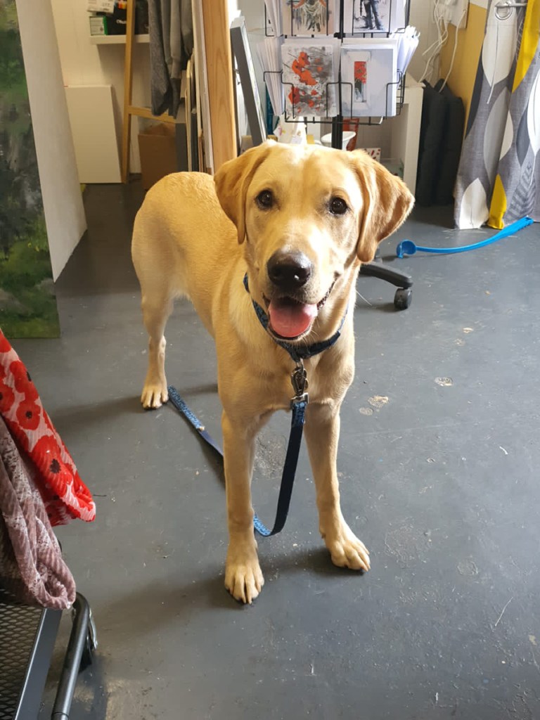 serenarts gallery dog sitting