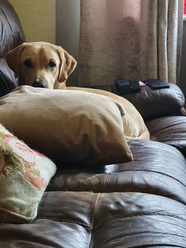 serenarts gallery dog sitting