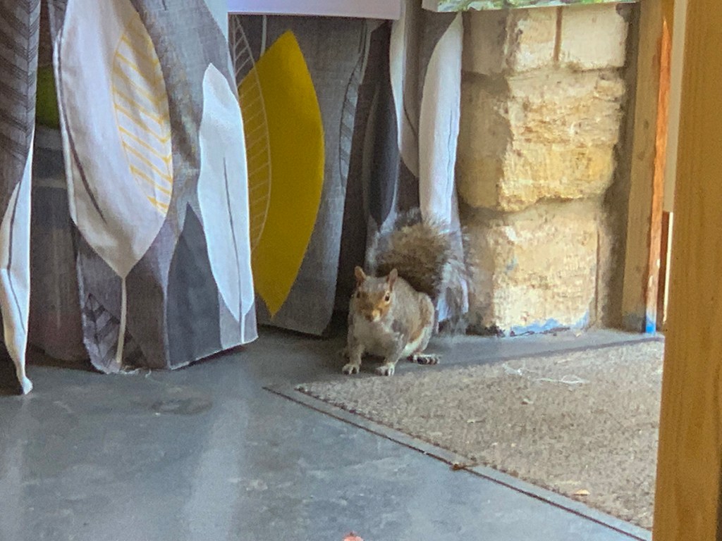 serenarts gallery visitor