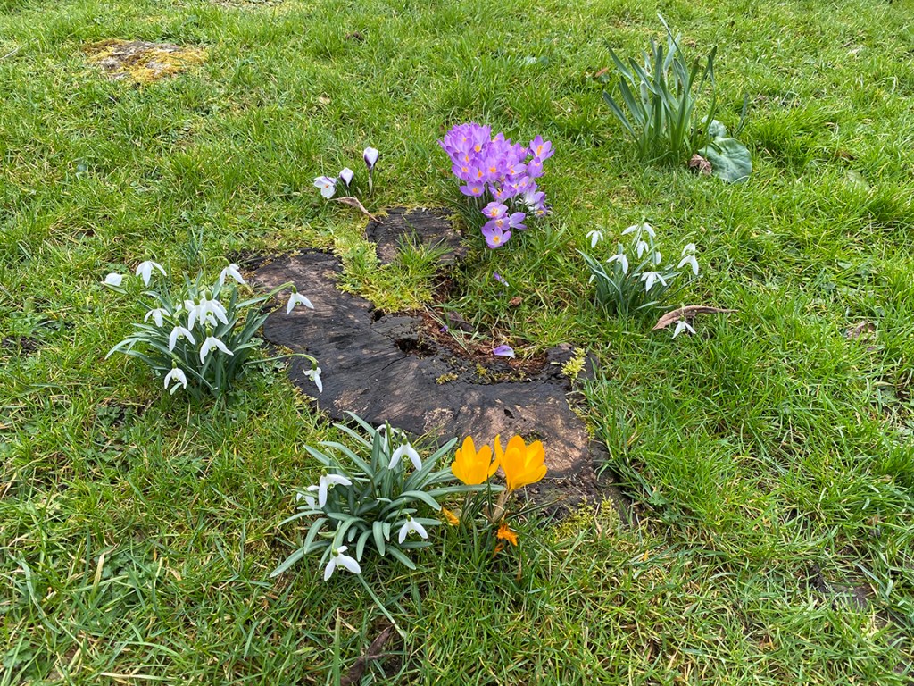 serenarts gallery spring flowers