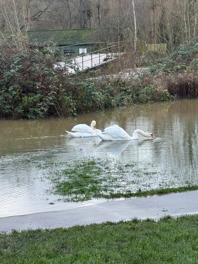 serenarts gallery duck and swan food